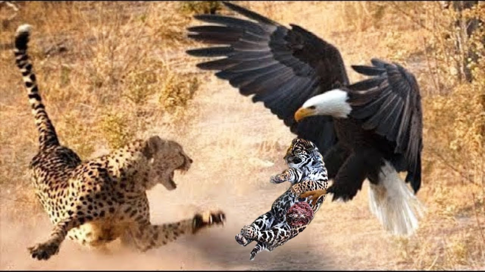 نبرد شدید پلنگ با عقاب برای نج...