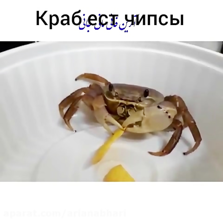 لحظه چیپس خوردن خرچنگ