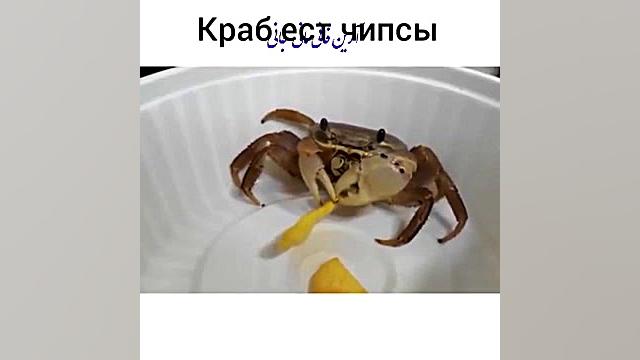 لحظه چیپس خوردن خرچنگ