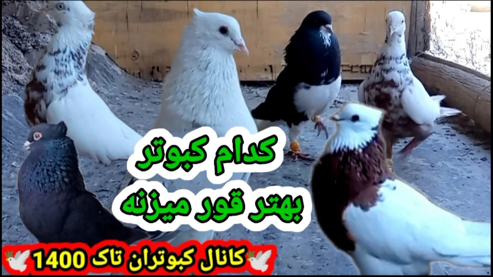 کدام کبوتر بهتر قور میزنه (همو...