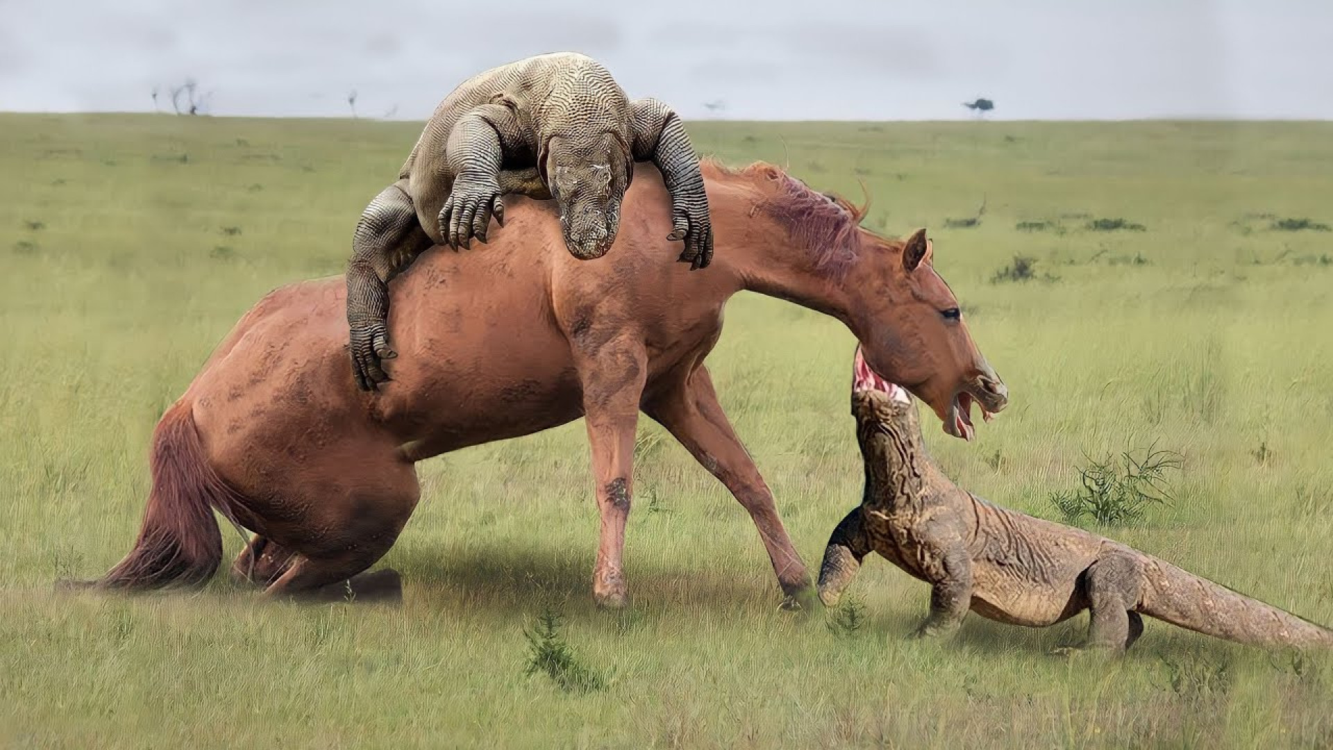 حمله اژدهای کومودو به اسب های...