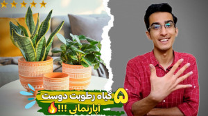 چه گیاهانی رو باید آبپاشی کرد؟