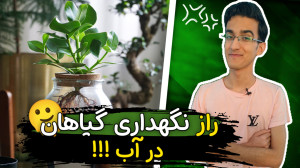 نگهداری گیاهان در آب نکات نگهد...