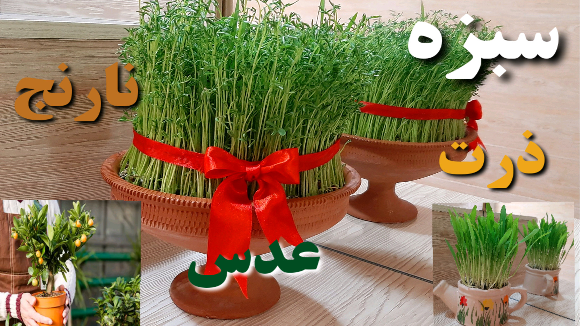 اموزش کاشت سبزه عید سبزه نارنج...