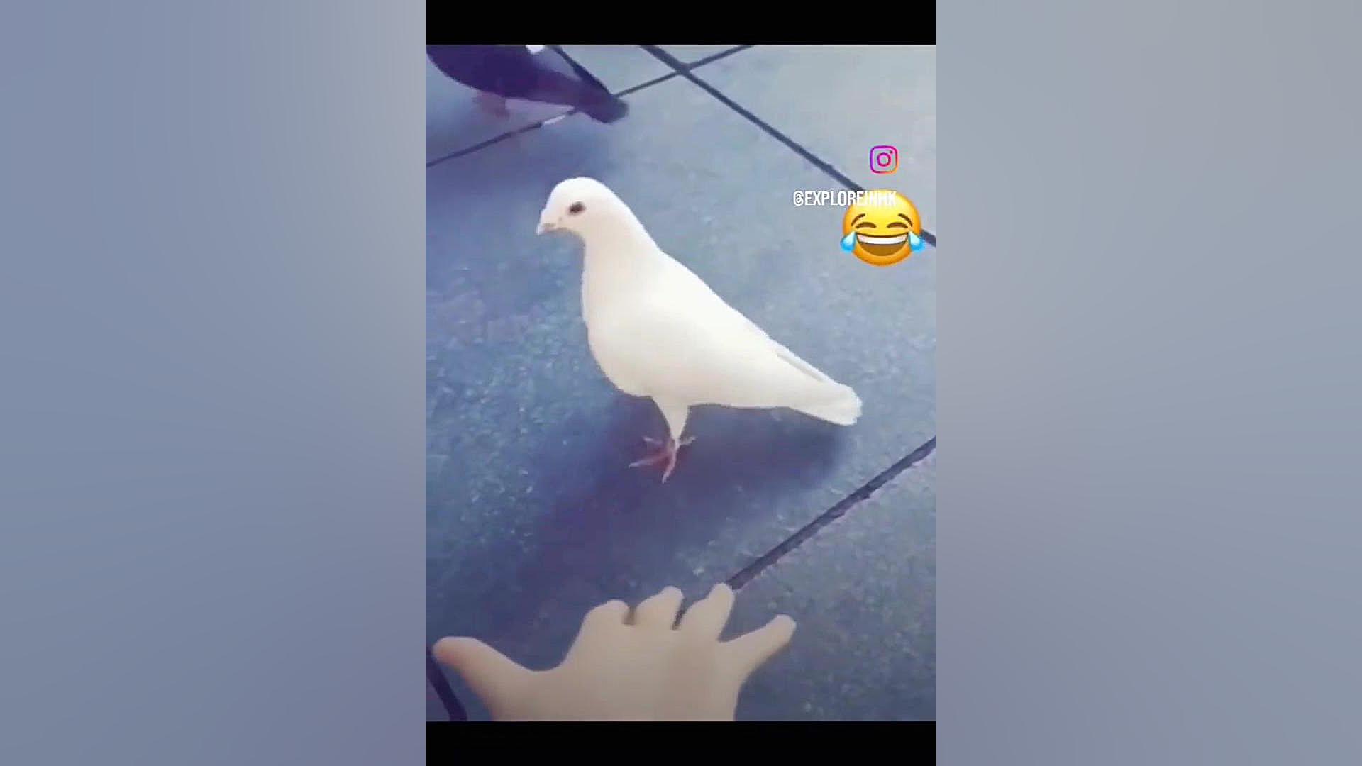 کلیپ خنده دار