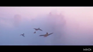 معرفی انمیشن مهاجرت