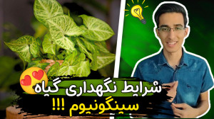 شرایط نگهداری گیاه سینگونیوم ت...