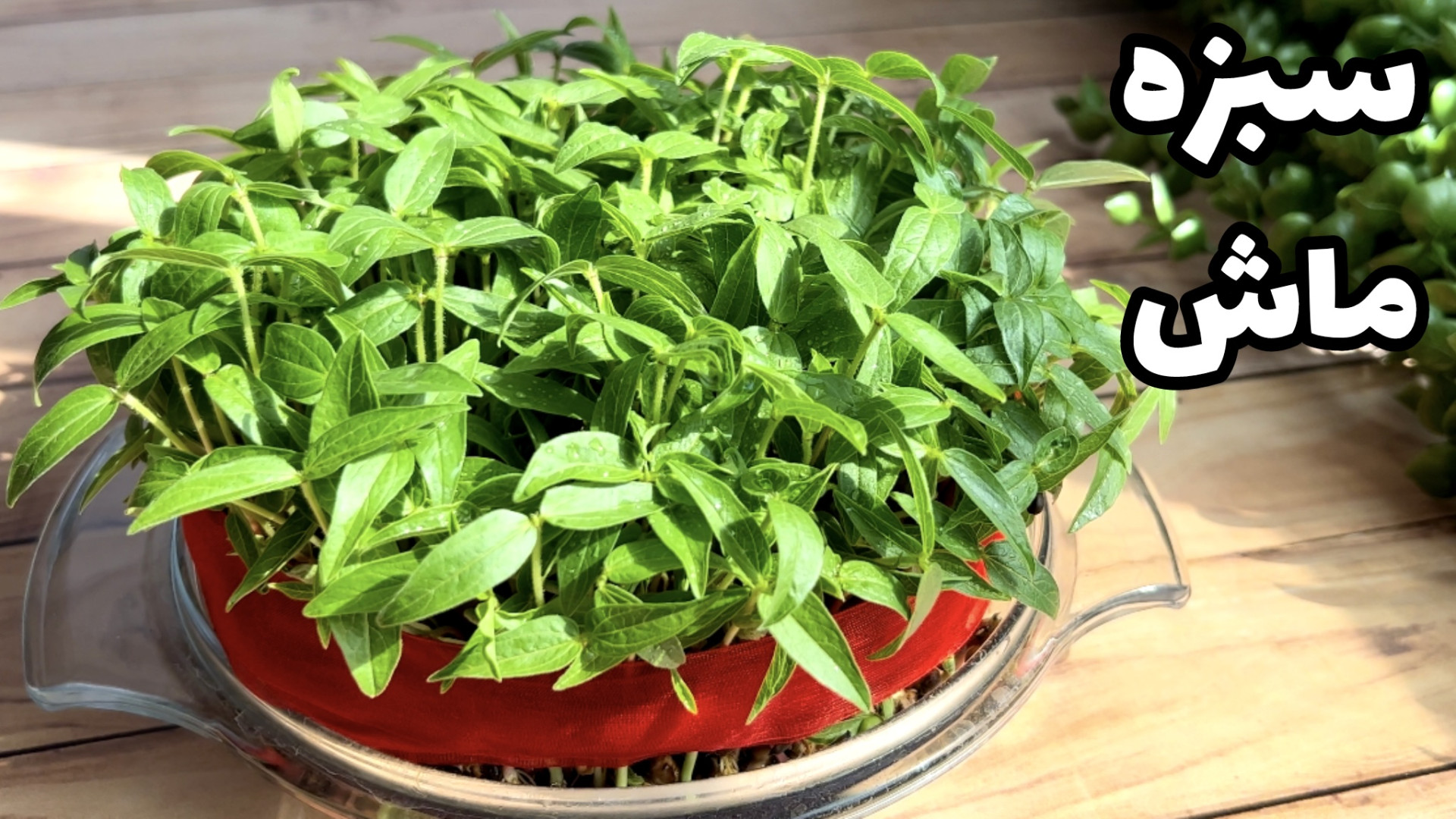 قشنگ ترين و راحت ترين سبزه عيد...