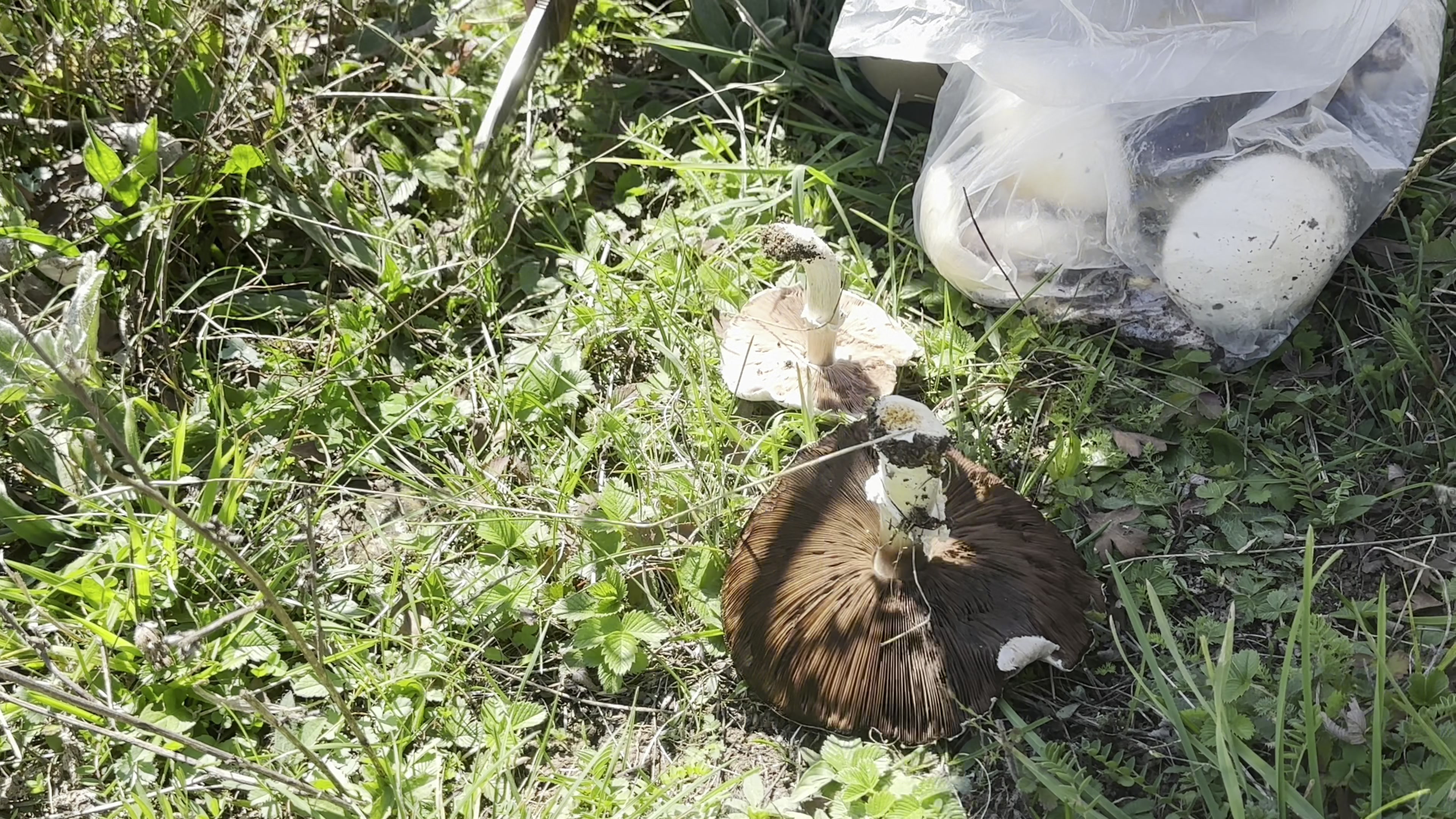 طبیعت گردی و جمع کردن قارچ طبی...