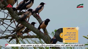 موزیگ ویدئو اشک و خاطره ها