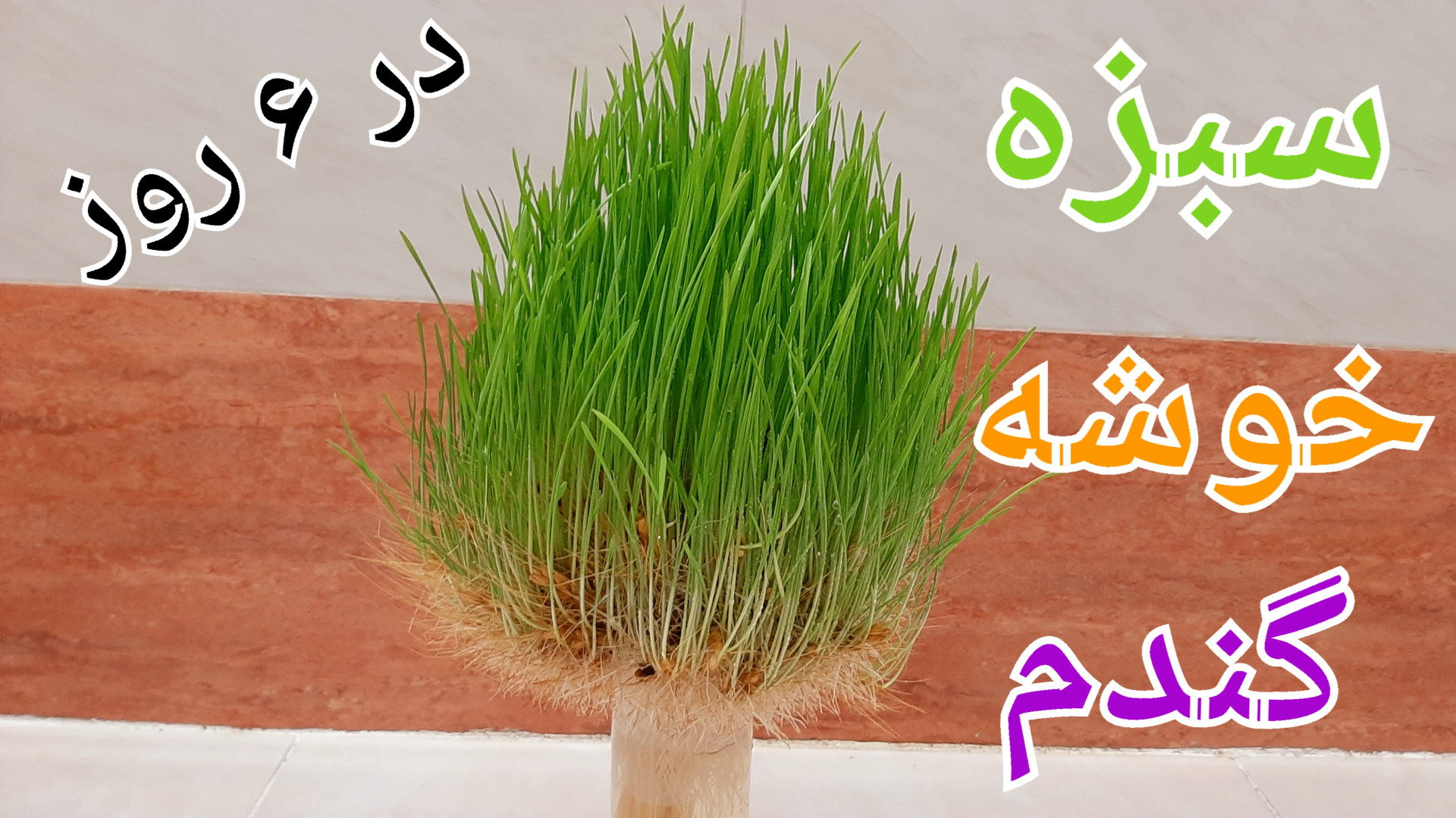 آموزش سبزه گندم آموزش سبزه خوش...