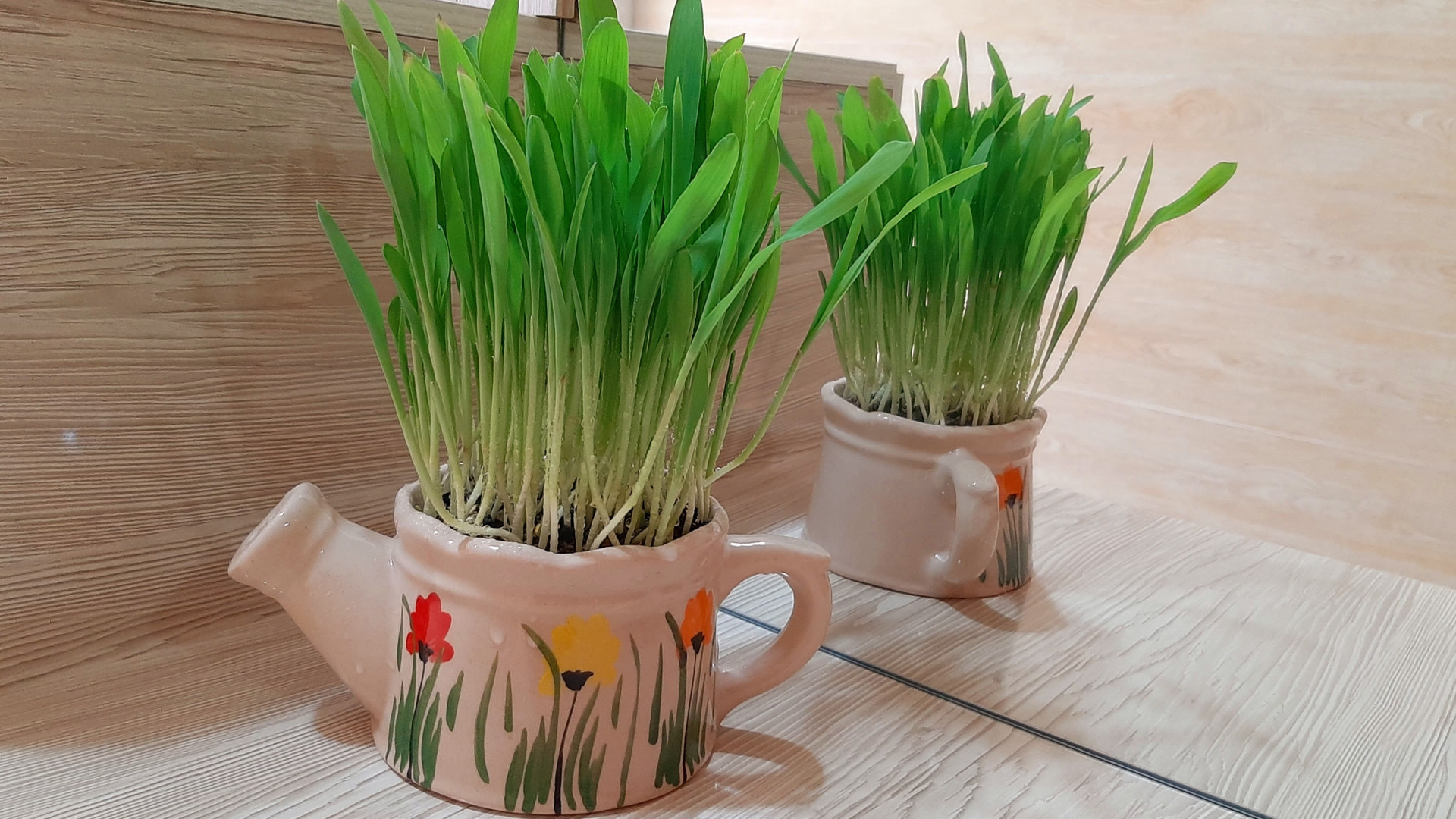 آموزش کاشت سبزه ذرت سبزه ذرت س...