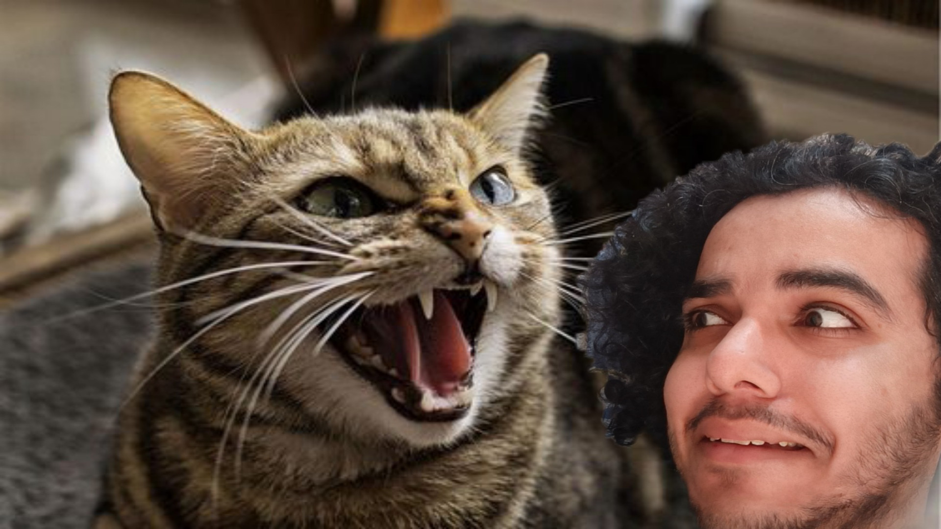 گربه بهم فحش داد