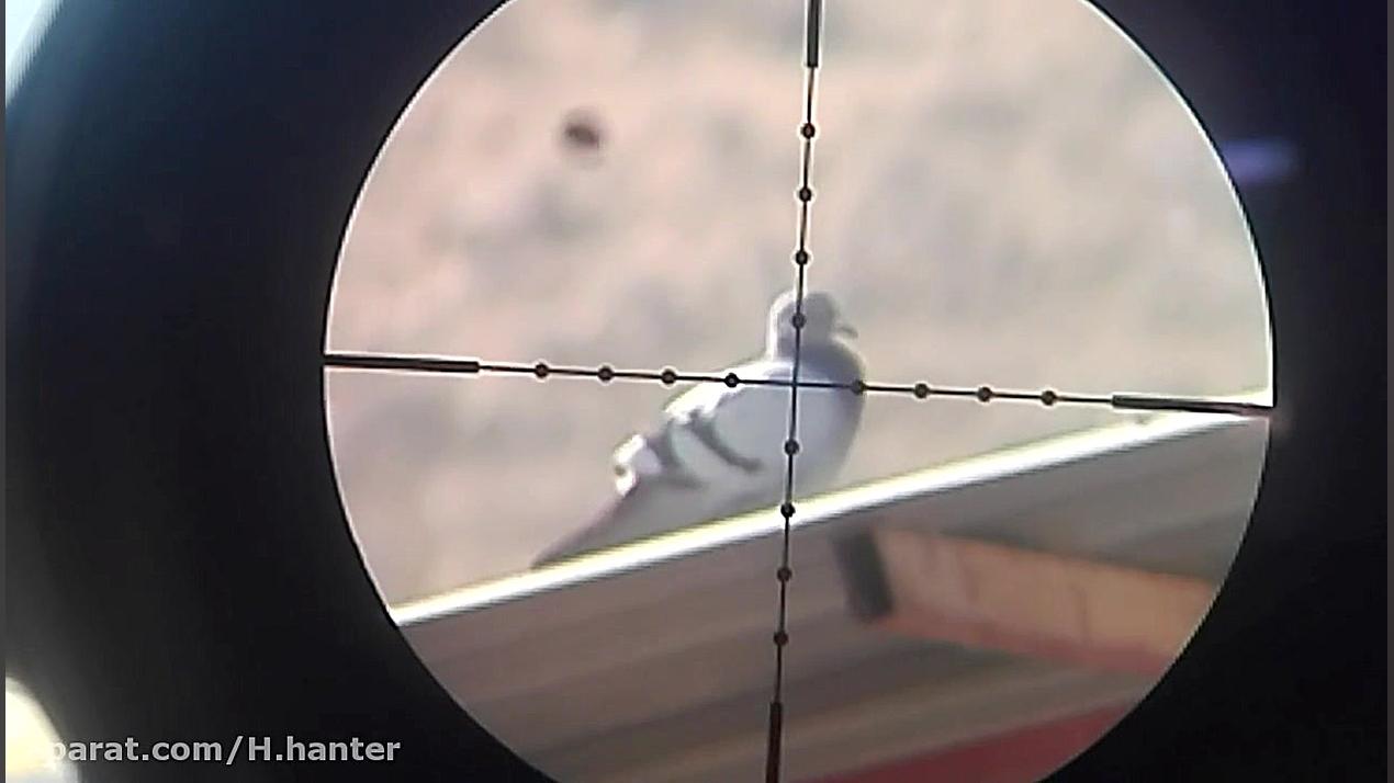 شکار کبوتر با پی سی پی کرال مگ...