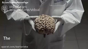اطلاعات مفید و جالب در مورد مغ...