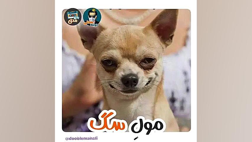 انواع نزاد سگ