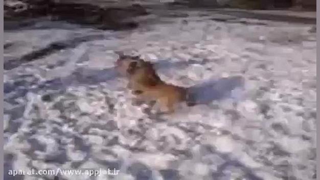 خوردن زنده زنده سگ توسط گرگ وح...