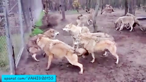 نبرد وحشتناک و دیدنی گله گرگ ه...