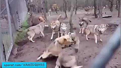 نبرد وحشتناک و دیدنی گله گرگ ه...