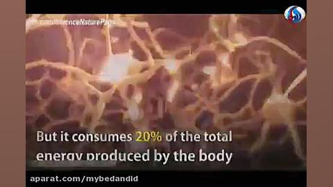 اطلاعات مفید و جالب در مورد مغ...