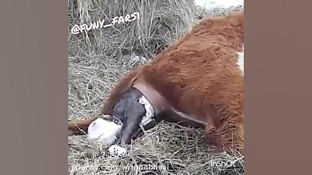 لحظه به دنیا آمدن نوزاد گاو