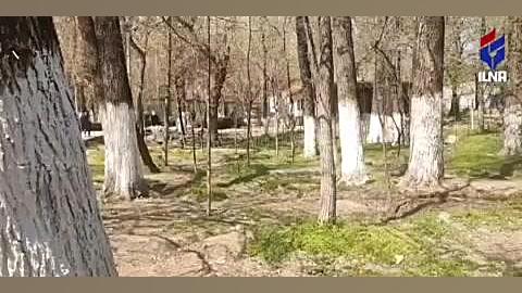 زاکانی این ۴۰ درخت تنومند را ن...