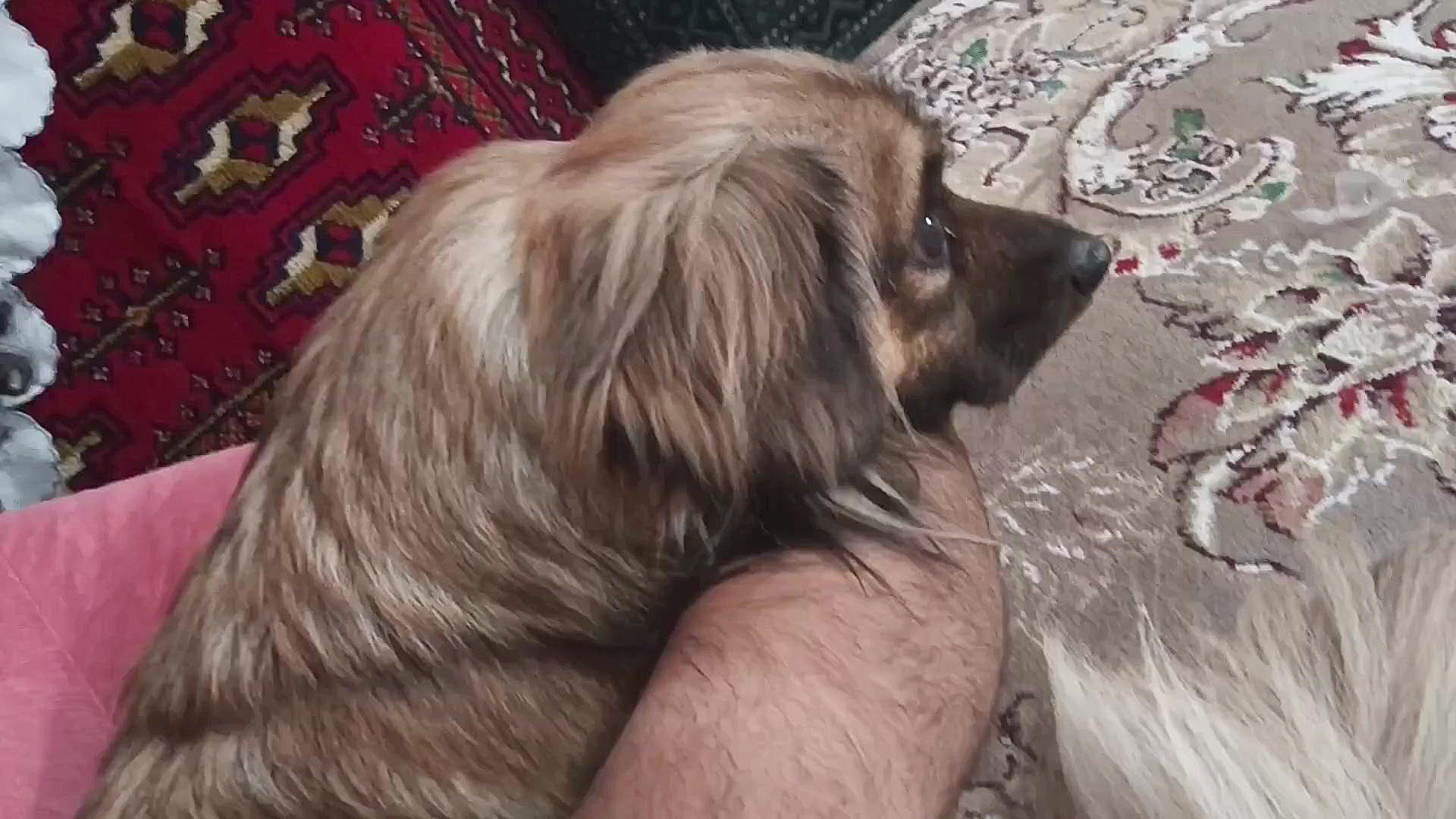 شب دریاچه مصنوعی