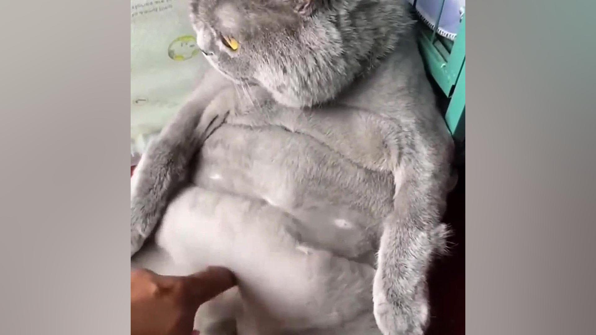 شکم یعنی این (خنده دار)