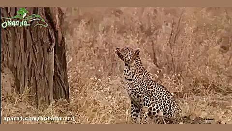 شکار پرنده توسط پلنگ