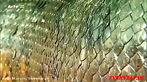 نبرد شیر ها و مار پیتون