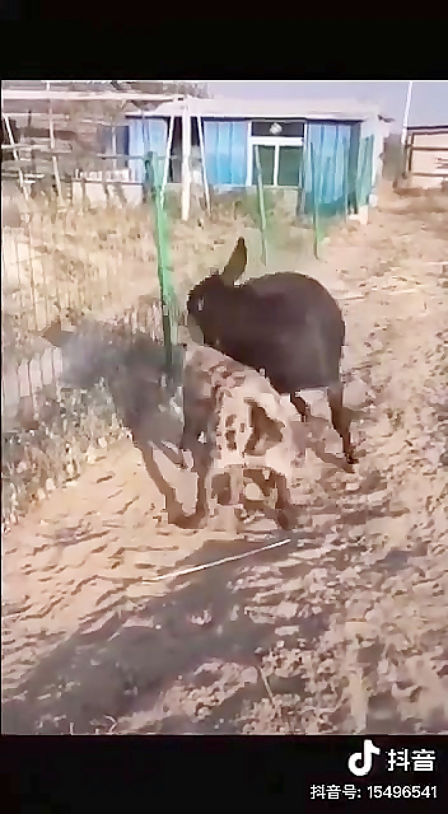 نبرد حماسیه الاغ و کفتار