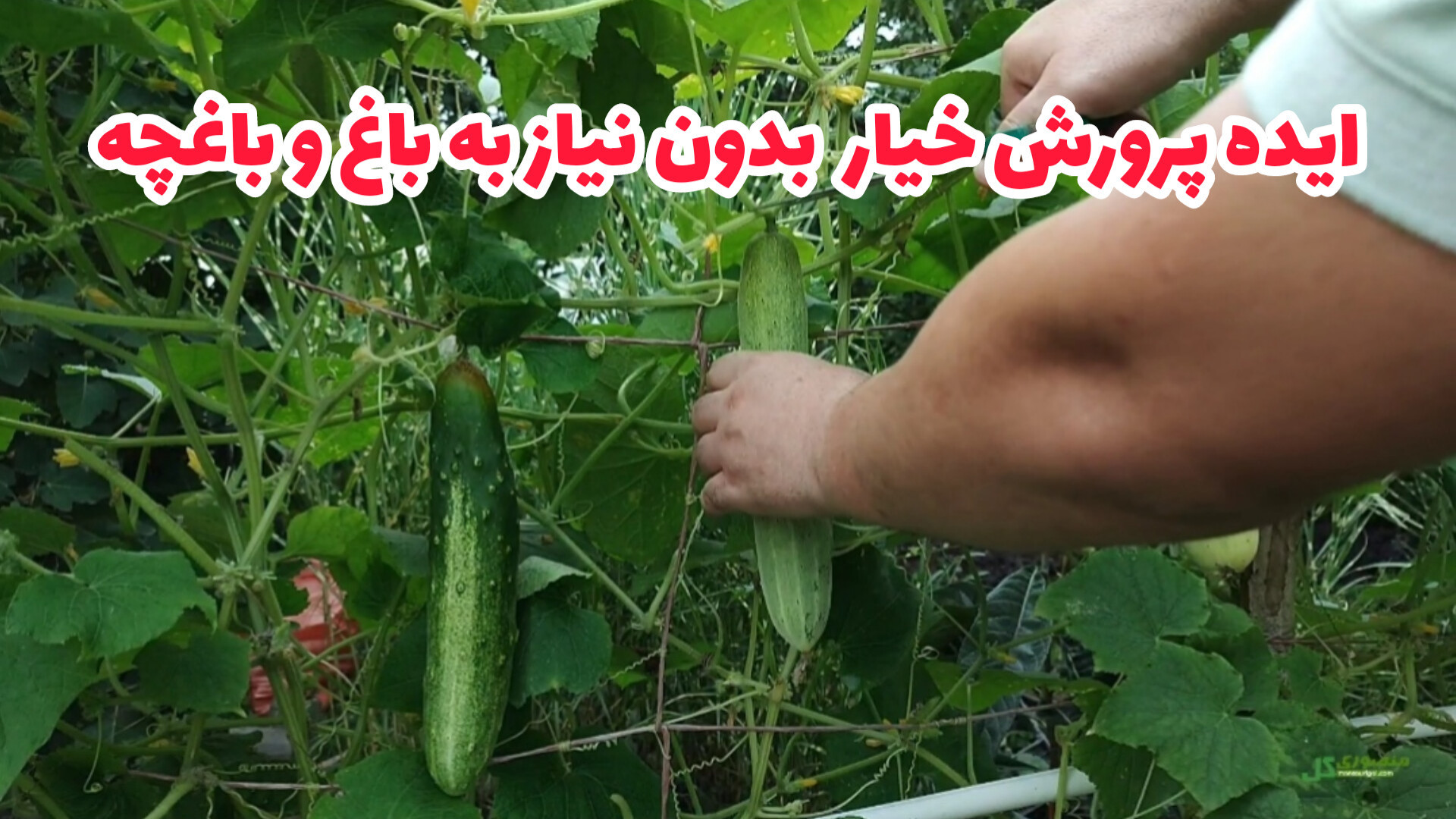 کاشت خیار در بالکن، تراس یا پش...