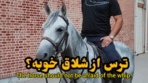 میدونستی اسب نباید از شلاق بتر...