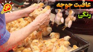 از تولید جوجه های رنگی تا سلاخ...