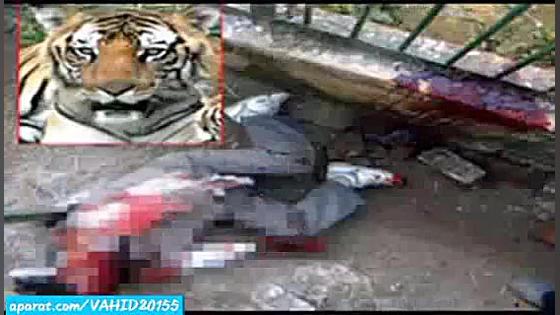 خوردن زنده زنده انسان توسط ببر...