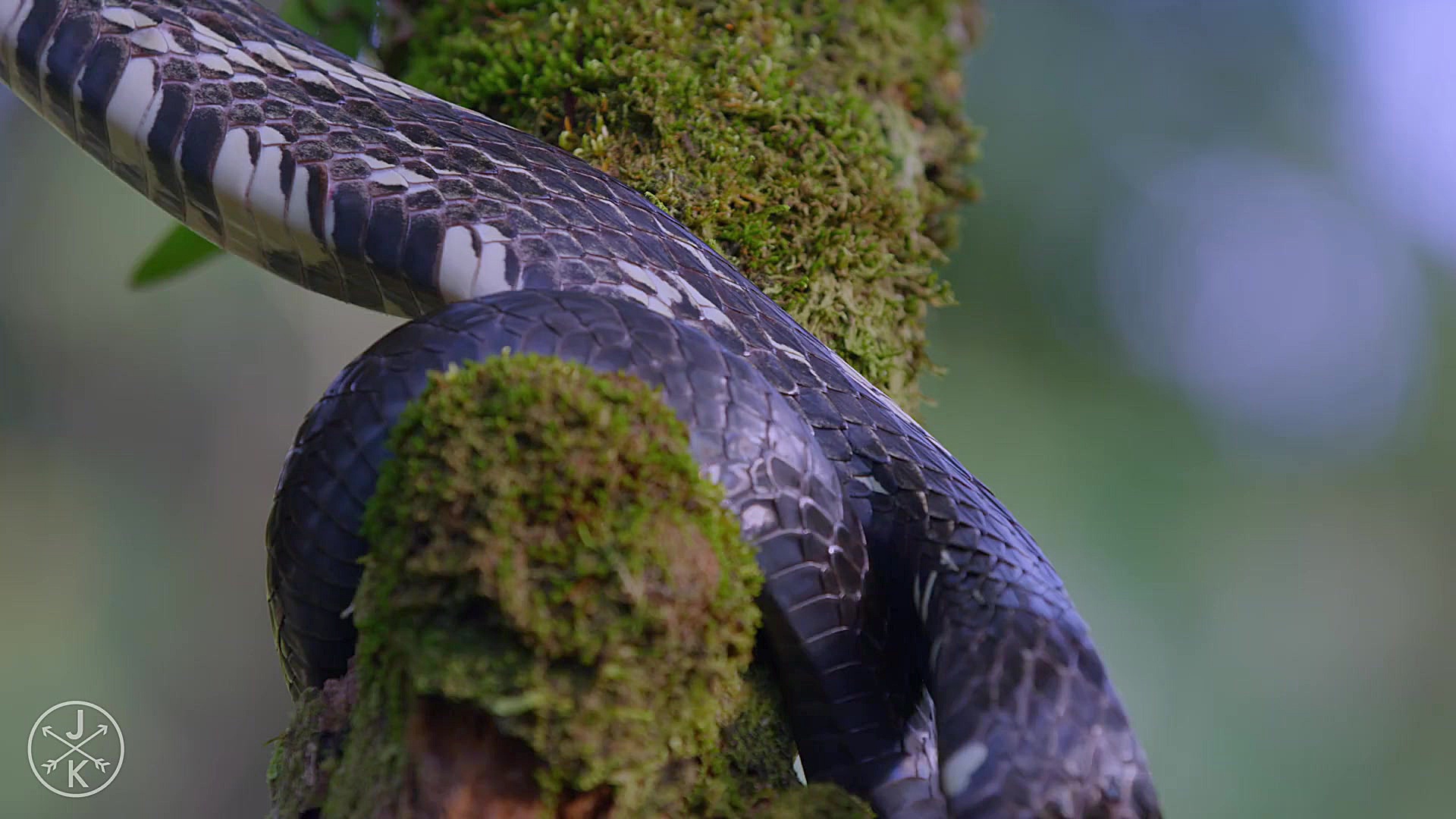 :: COSTA RICA IN 4K 60fps (ULT...