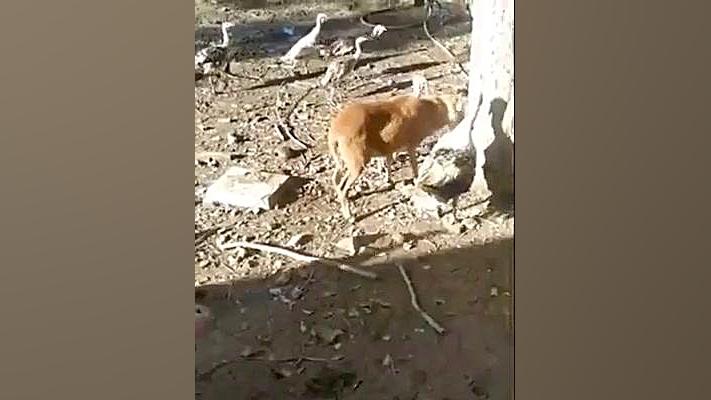 ویدیو برای خنده