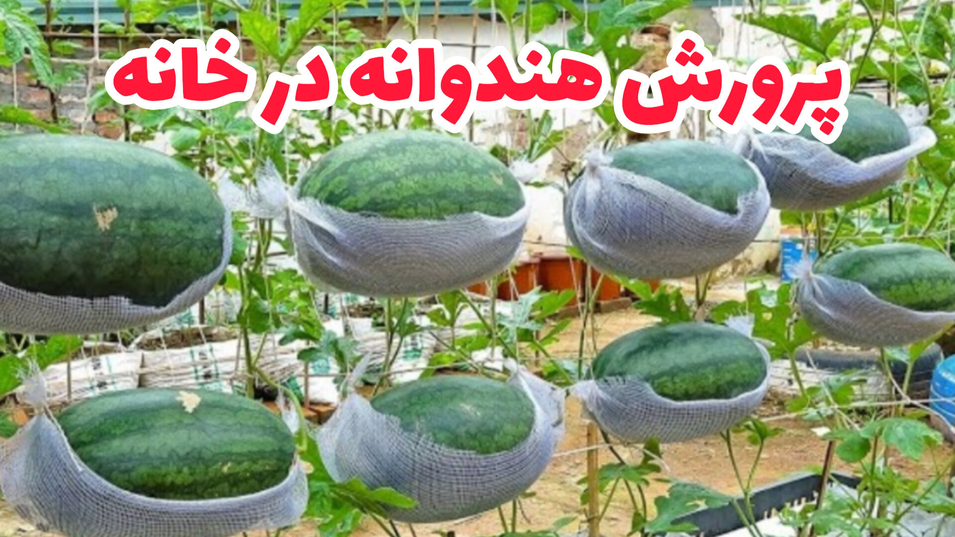 کاشت هندوانه در گونی یا گلدان...