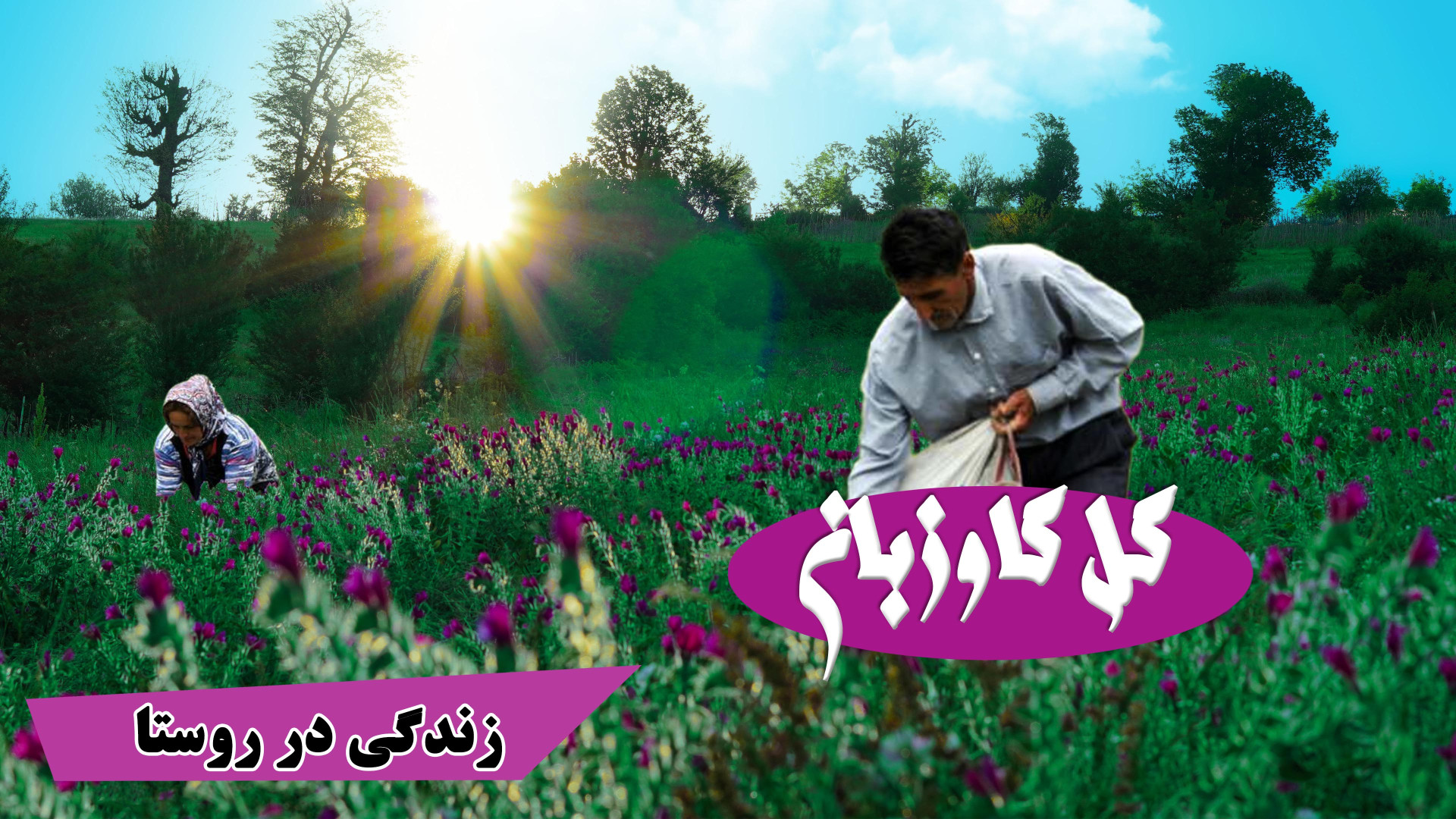 چینش گل گاوزبان در روستای ییلا...