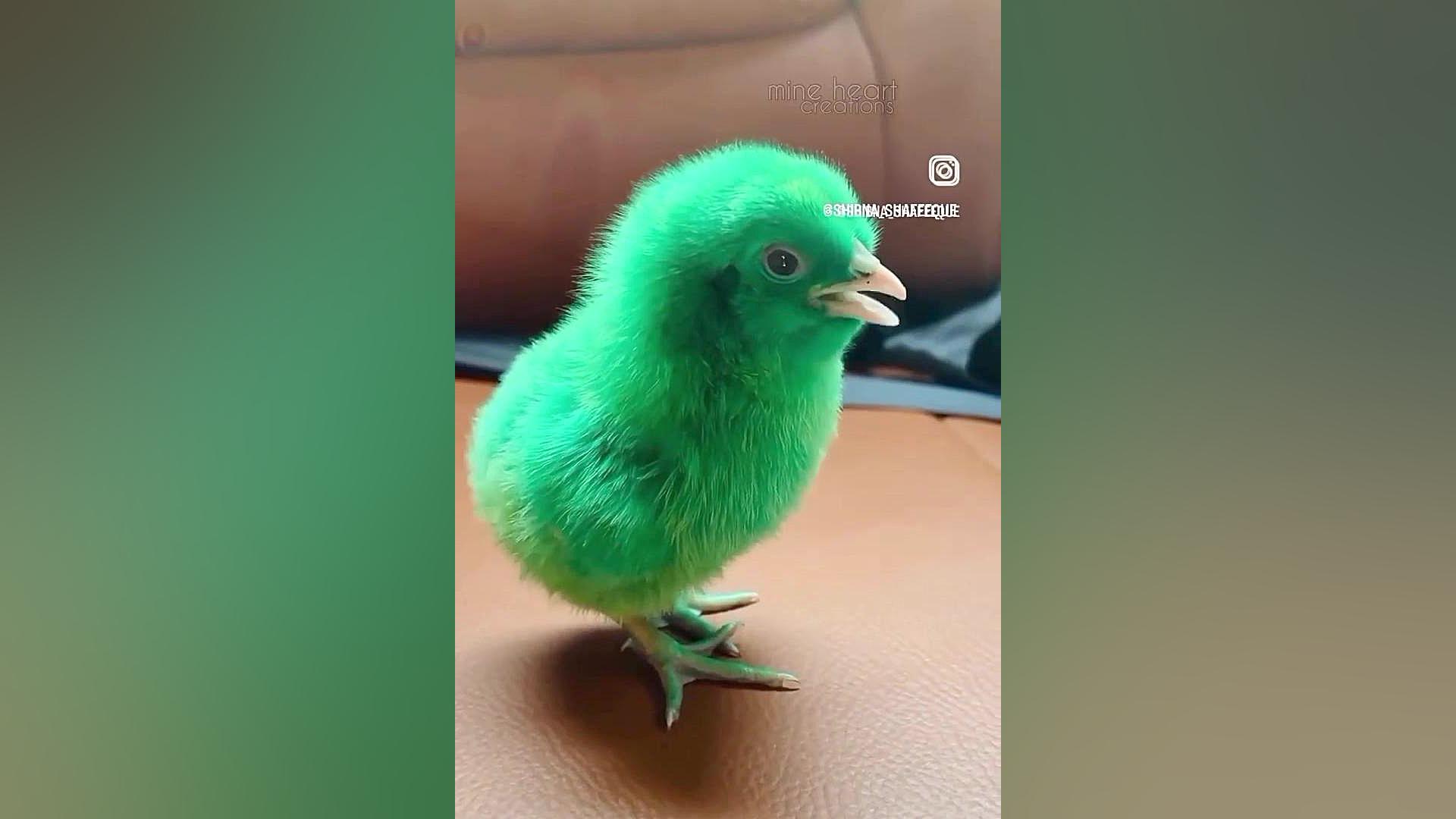 سخنان معلم زست: