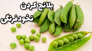 بلانچ کردن نخود فرنگی بدون تغی...