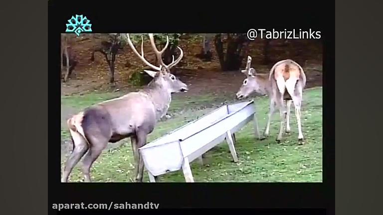 مستند طبیعت قره داغ یا ارسبارا...