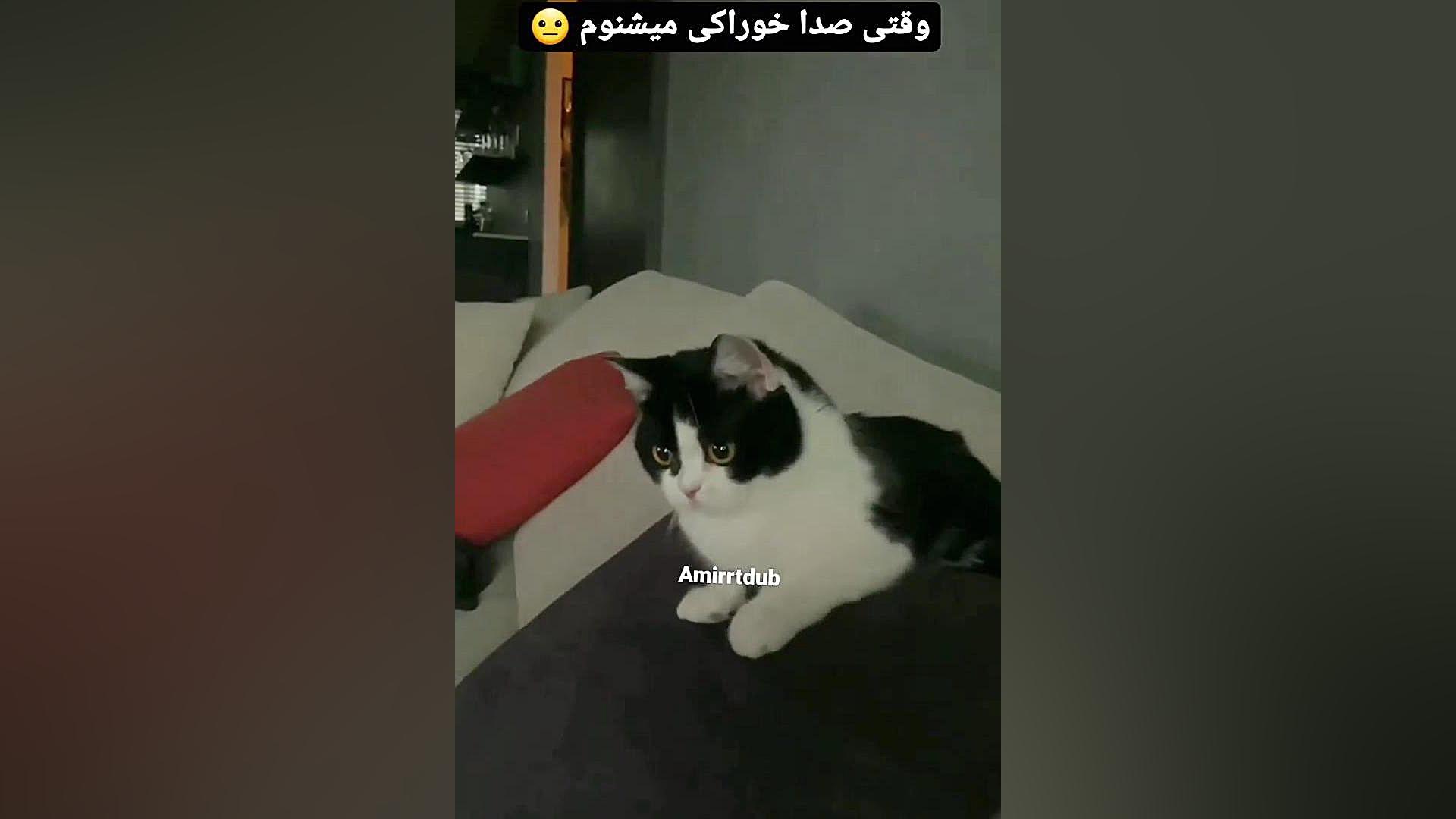 وقتی صدا خوراکی میشنوم