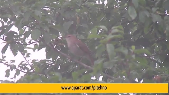 آواز بلبل هزار دستان هزارجریب  Common Nightingale زمان24ثانیه