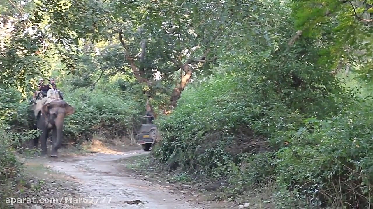 حمله ببر به فیل بالغ