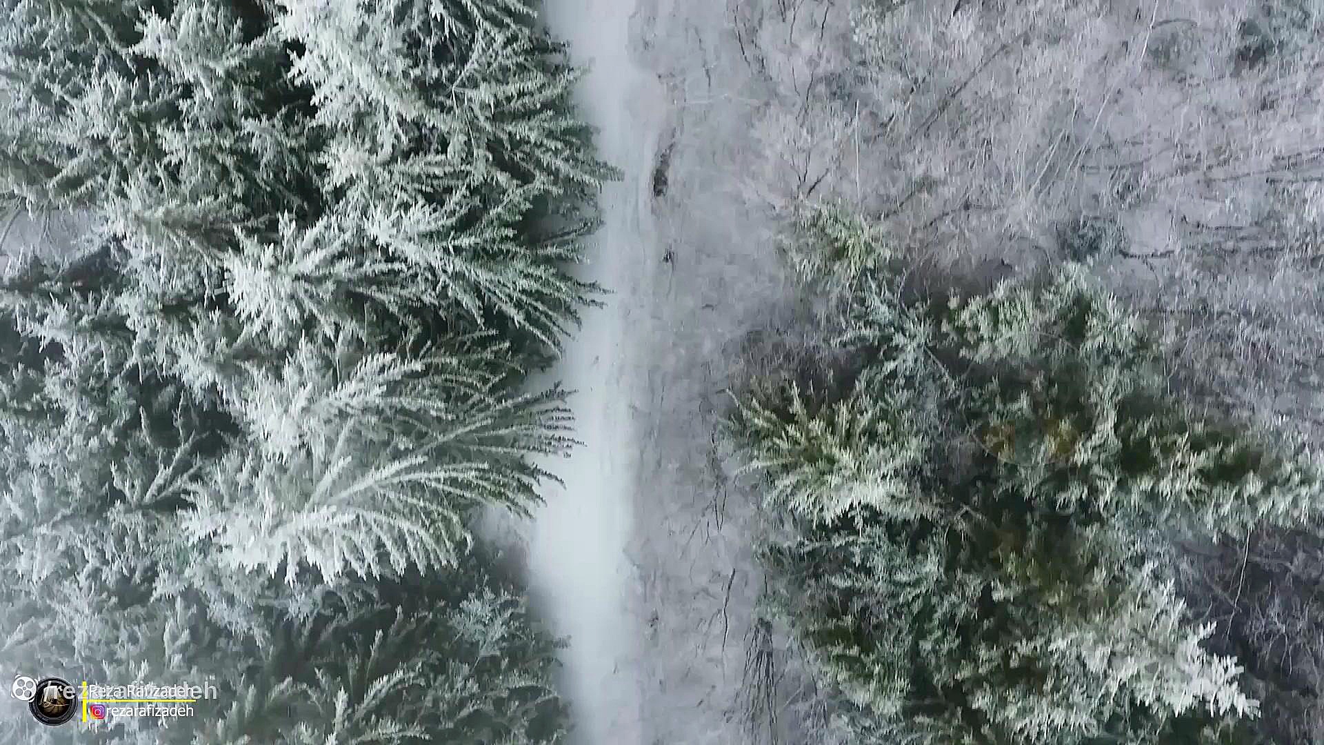 جنگل سپیدپوش