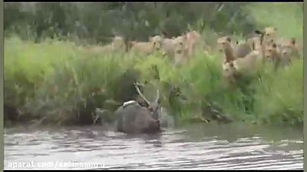 شکار بی رحمانه و وحشیانه گوزن...