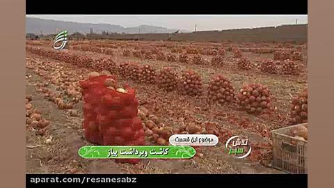 نکاتی در باره کاشت و برداشت پی...