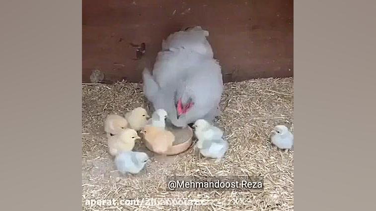 مرغخنده دار