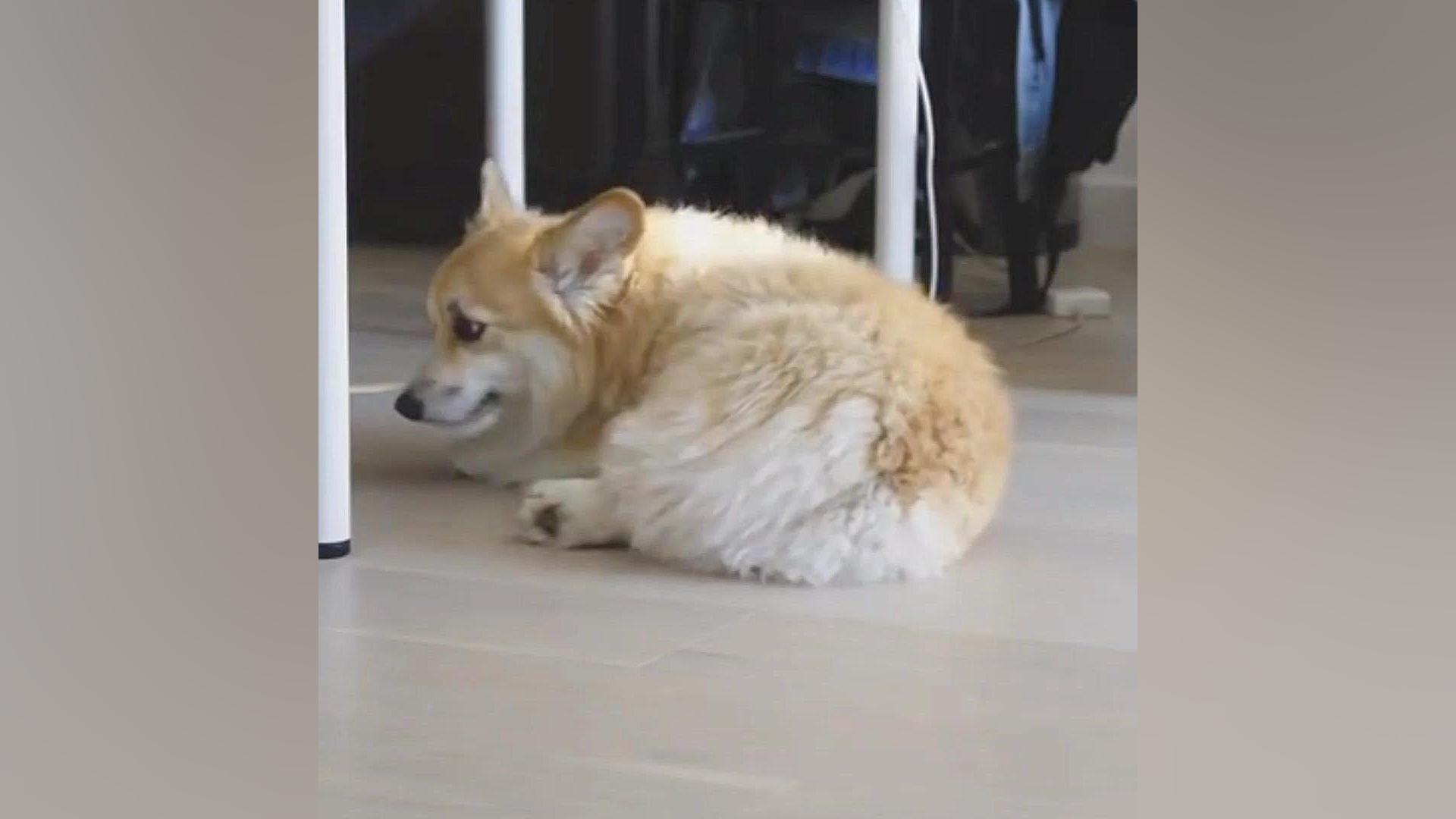 حیوانات بامزه ۴۵